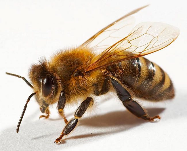 Beestickande cancerbehandling
