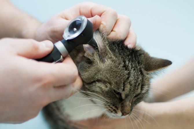 Rawatan tungau telinga pada kucing dari ubat-ubatan rakyat hingga ubat-ubatan moden