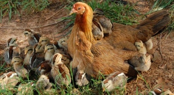 Неразумно е да се лекуват пилета в тежко състояние