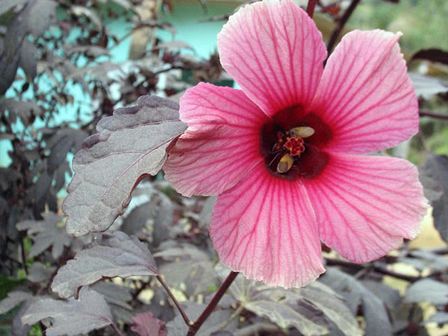 Hibiscus de plante medicinale