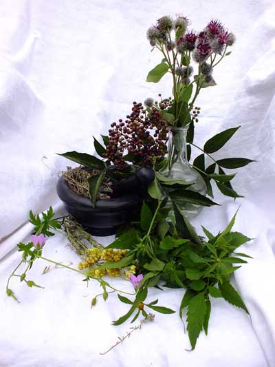 Léčivé rostliny regionu Voroněž