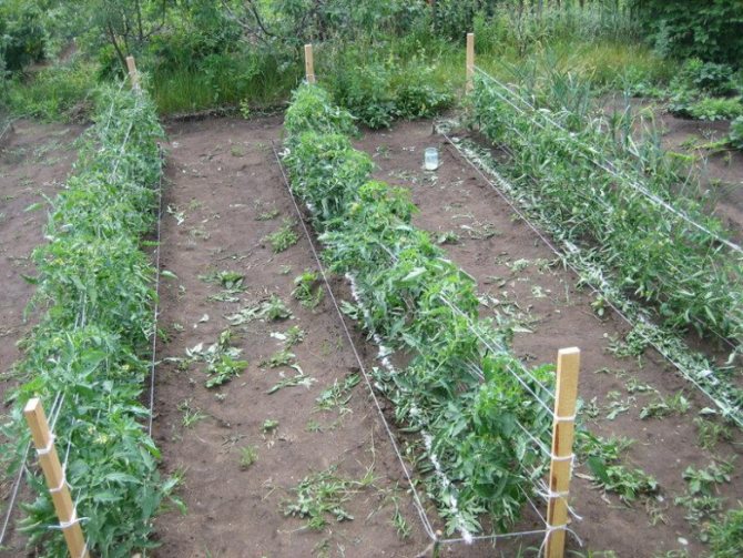 Ribbon-nesting scheme for planting tomato seedlings