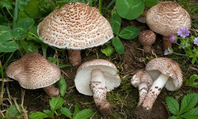 Lepiota brown-red - a poisonous mushroom of Crimea