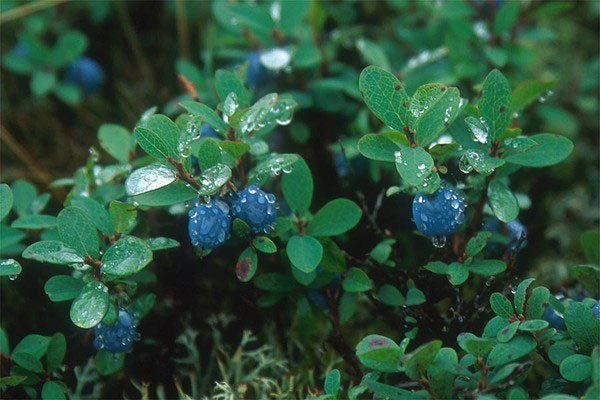 Blueberry hutan