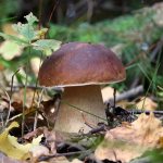 Forest edible mushrooms