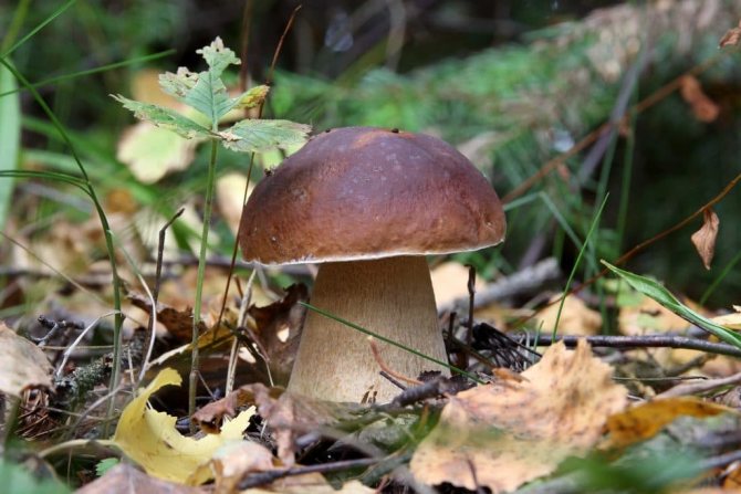 Skogs ätliga svampar