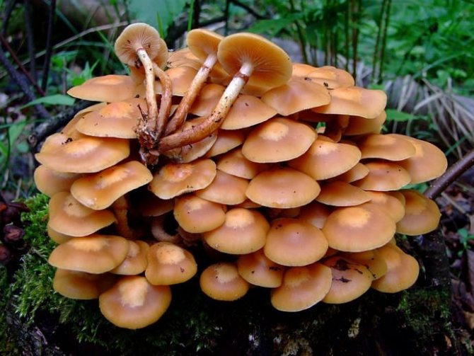 Summer mushrooms grow in numerous colonies on decaying wood or on damaged living deciduous trees