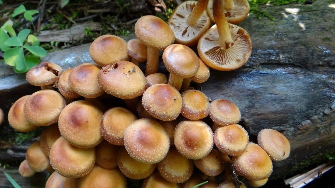 Summer mushrooms