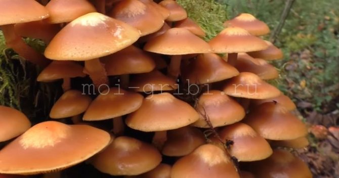 Summer mushrooms