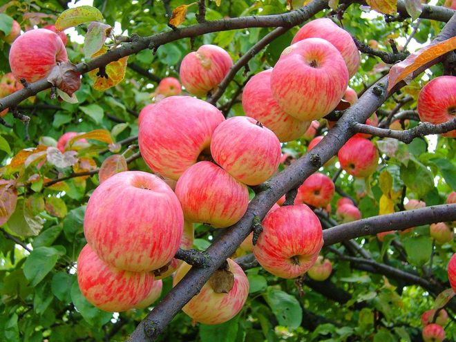 Letní odrůda jablek
