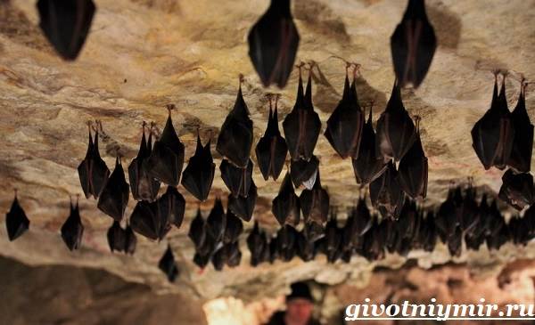 Bat-animal-lifestyle-and-habitat-bat-5