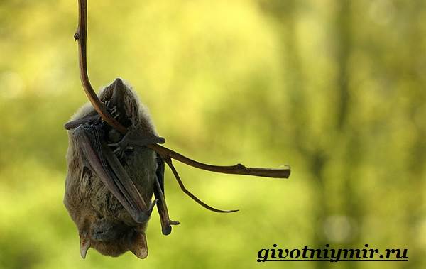 الخفافيش-نمط الحياة-والموئل-الخفافيش -6