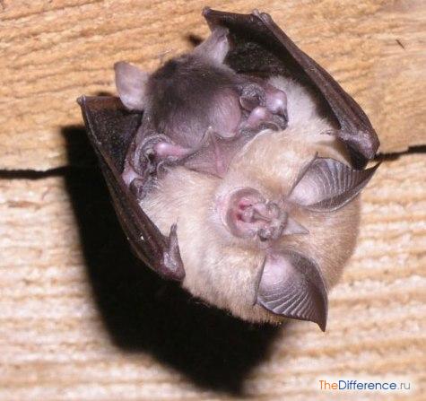 Bats: what they eat and how to get rid of them, folk signs