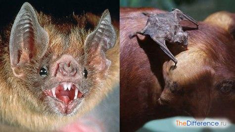 الخفافيش: ماذا يأكلون وكيف يتخلصون منها ، علامات قوم