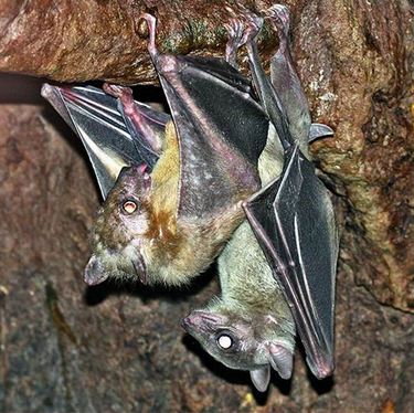 bats upside down