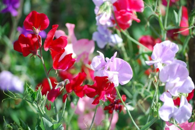 Vines in the country: 15 best climbing annuals for the garden