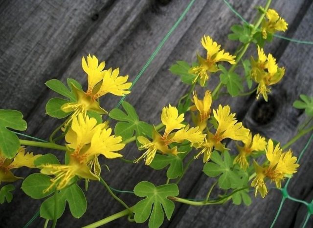Лозя в страната: 15 най-добри едногодишни растения за катерене в градината