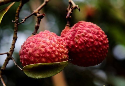 Lychee-fruit-Paglalarawan-the-benefit-and-harm-lychee-8