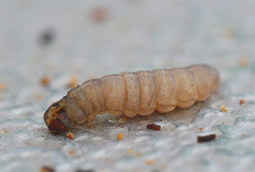 Larva blech