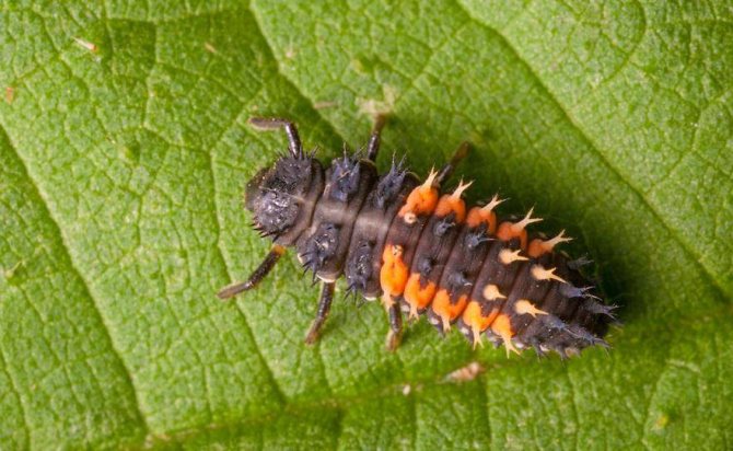 Foto Larva Buburuză