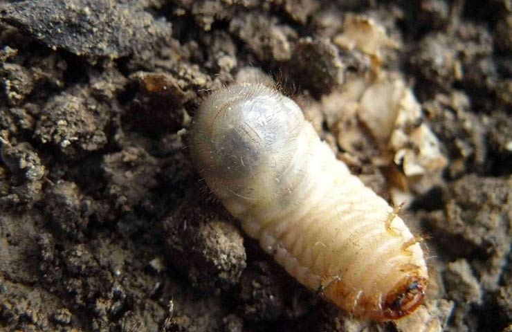 larva bronzovky