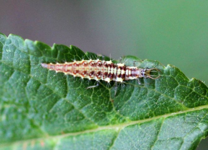Larva Chrysoperla carnea