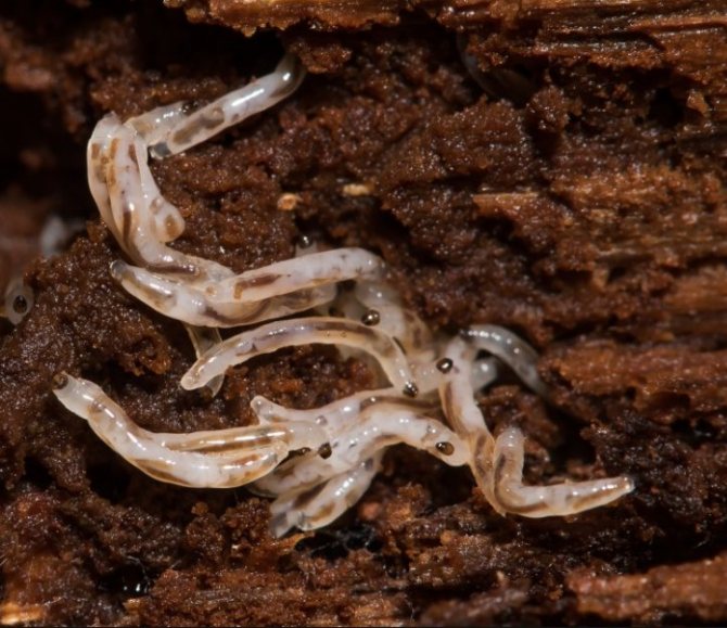 Mushroom gnat larva