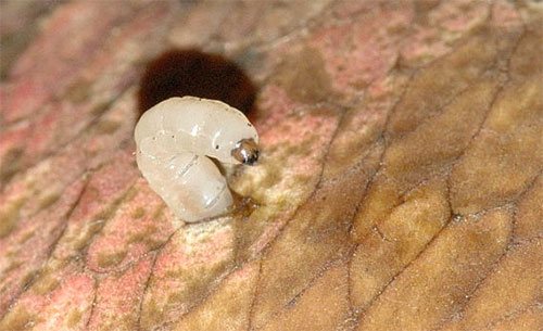 Larva gnat cendawan