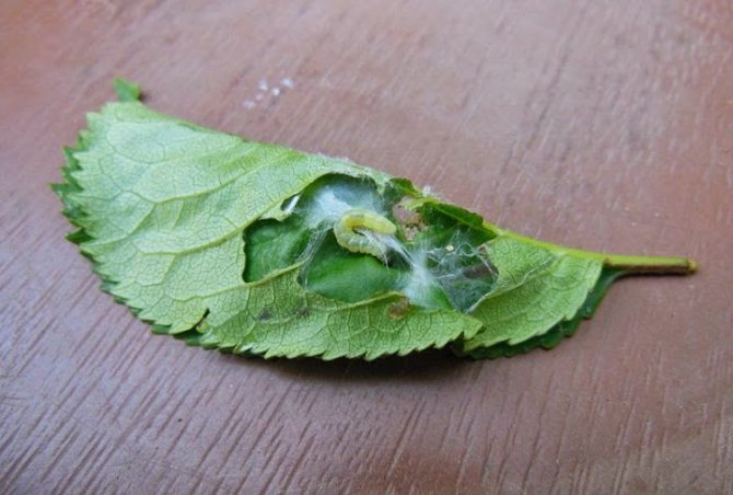 Larva viermelui frunzei.jpg
