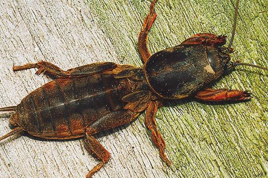 Maaari bang larva ng beetle o hindi?