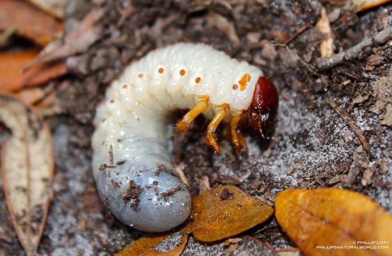 May beetle larva