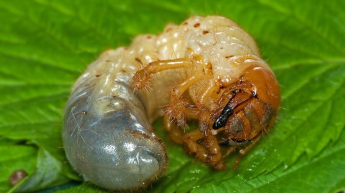 Může brouka larva