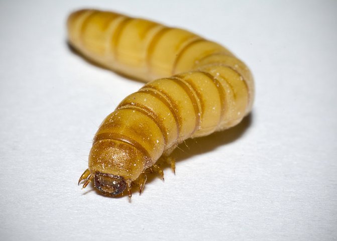 Flour beetle larva