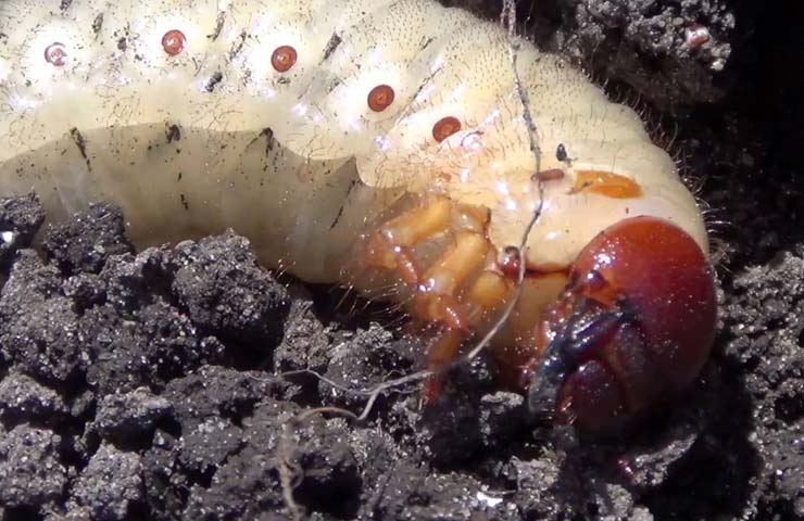 larva de gandaci de balegar