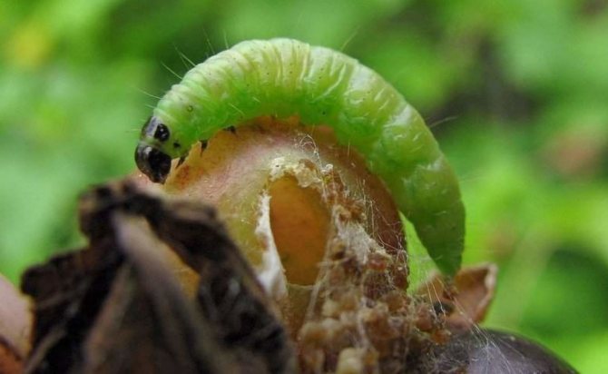 Fireball larva on gooseberries