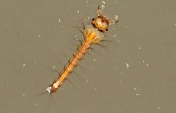 Water strider larva