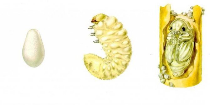 larva pengisar bijirin