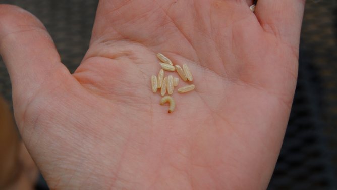 Larvae and rice