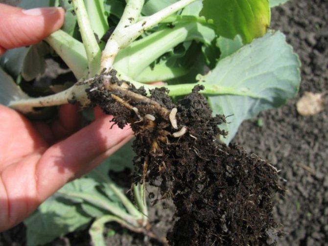 Larvele cu muscă de varză roagă rădăcinile de varză și încetinesc dezvoltarea plantelor