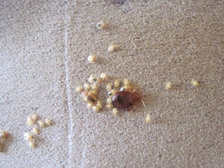 Larva pepijat katil