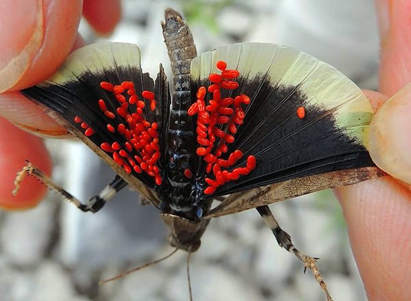 Larvele de gândac roșu pe aripile unei molii.