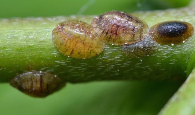 False shield larvae