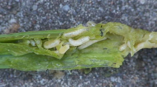 Larva terbang bawang