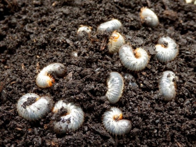 May beetle larvae removed from the ground during digging and preparation for planting deren