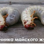Mungkin larva kumbang pada strawberi