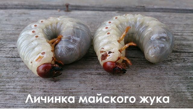 Mungkin larva kumbang pada strawberi