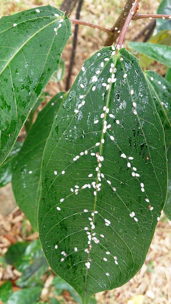 larvy na rostlině