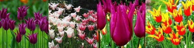 Lily tulips