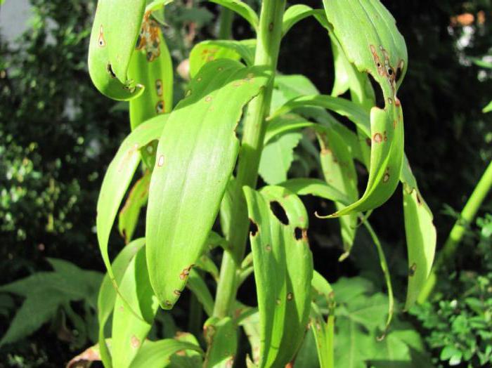 lily disease and treatment