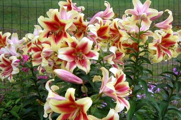 lilies modern varieties